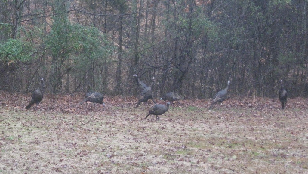 Backyard Turkeys - Copyright (c) 2012 Robert D. Vickers, Jr.