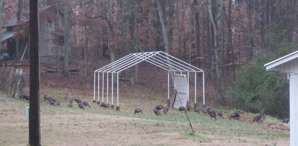 A rafter of wild turkeys - Copyright (c) 2012 Robert D. Vickers, Jr.