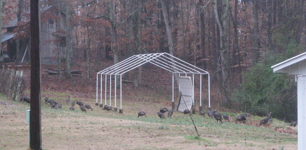 A rafter of wild turkeys - Copyright (c) 2012 Robert D. Vickers, Jr.