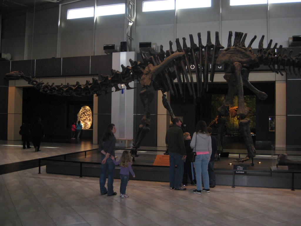 Apatosaurus cast inside Tellus Science Museum. Copyright (c) 2013 Robert D. Vickers, Jr.