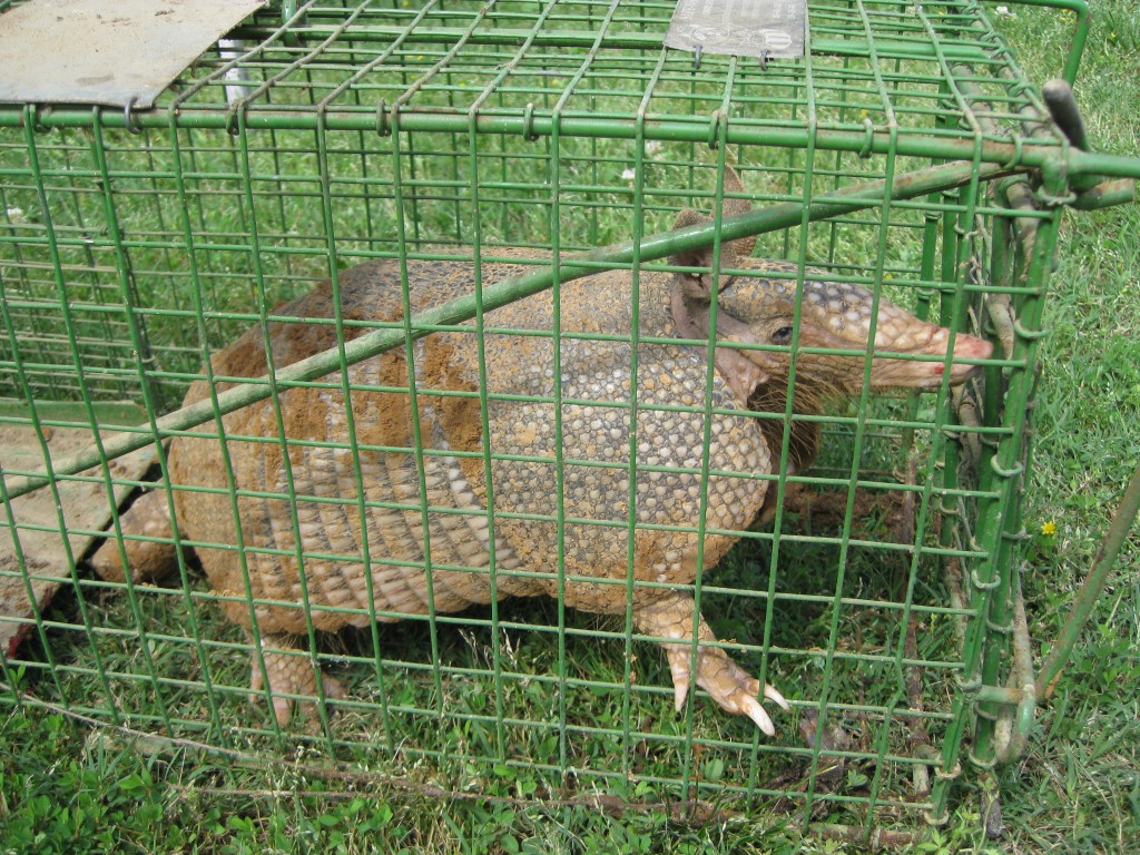 Nine Banded (count them) Armadillo - 25 May 2013 - Copyright (c) 2013 Robert D. Vickers, Jr.