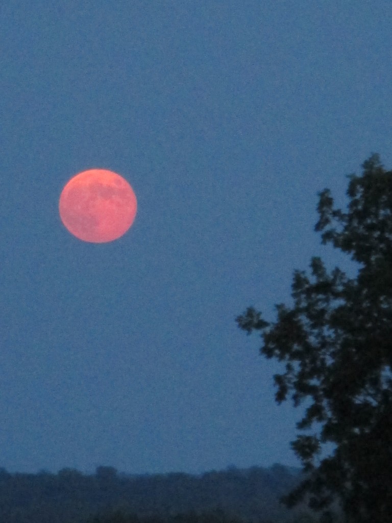 Harvest Moon Rise 9-19-13 7:07 pm CDT - Copyright (c) 2013 Robert D. Vickers, Jr.