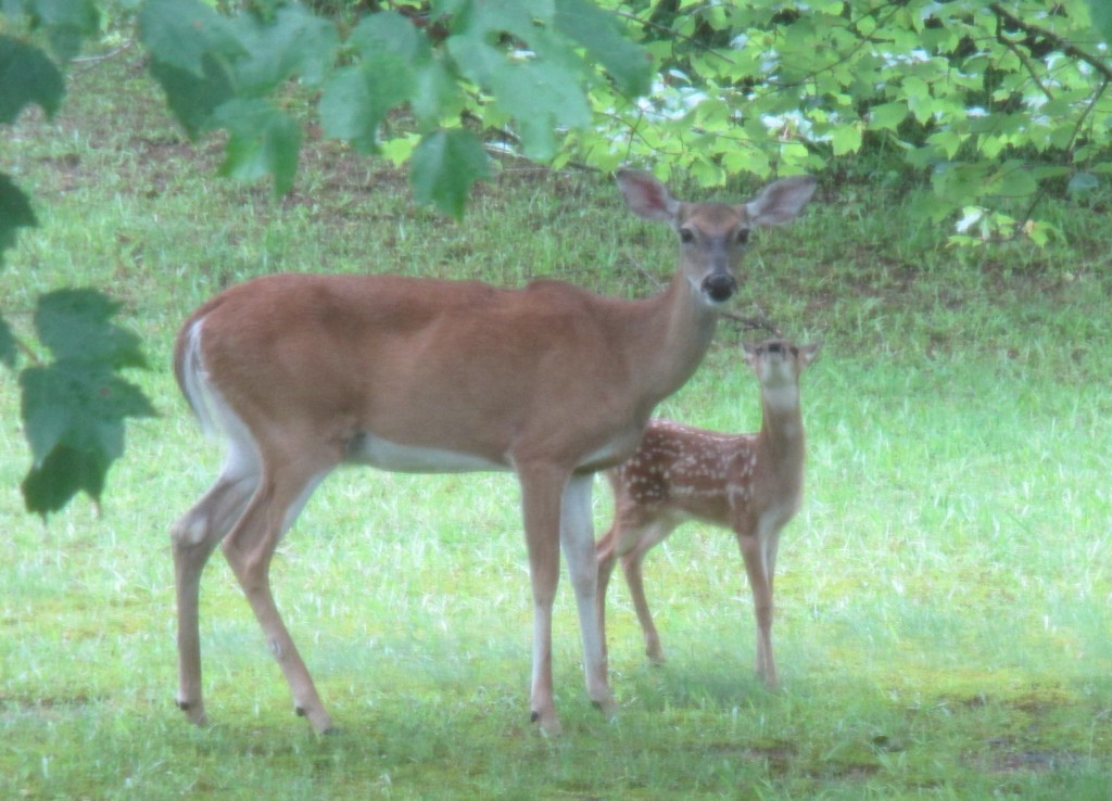 Oh Deer - Copyright 2013 Robert D. Vickers, Jr.