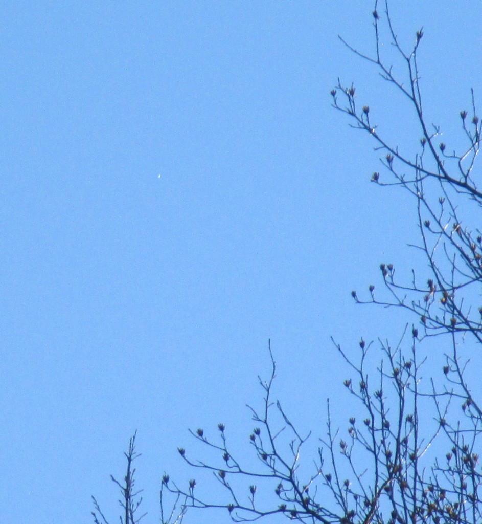 Daylight Venus around 3:00 pm CST on 24 Devember 2013 - Copyright (c) 2013 Robert D. Vickers, Jr.