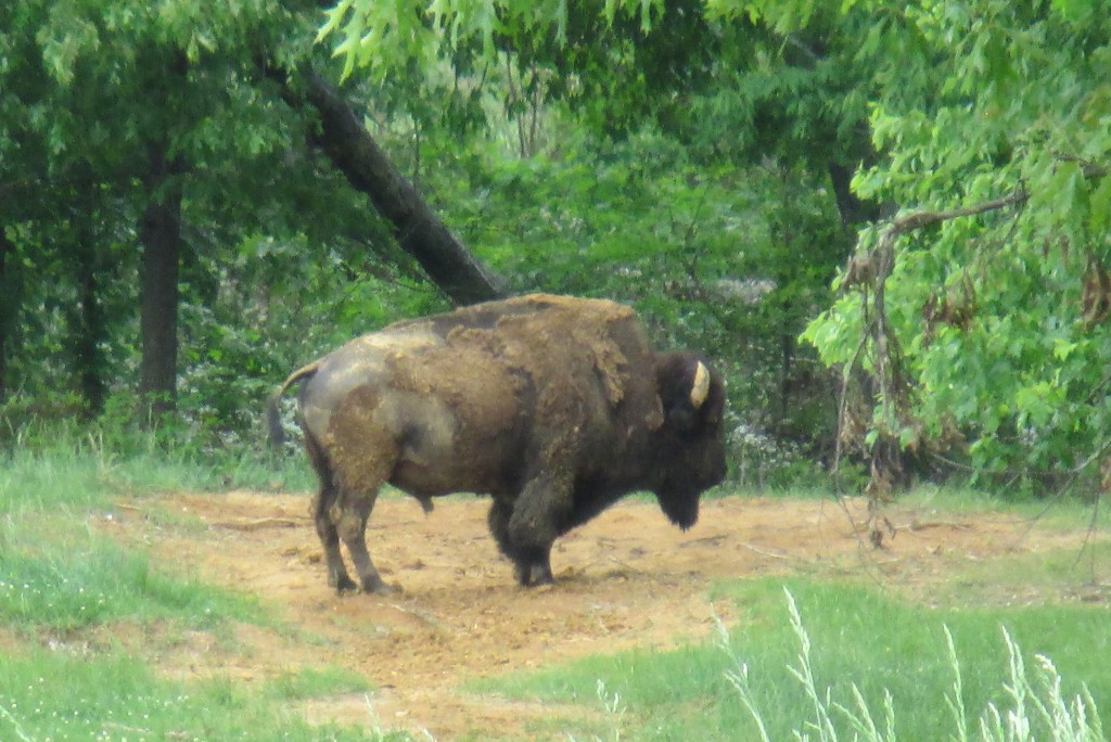 Bison on Bison Range, Land Between the Lakes, Ky - Copyright © 2014 Robert D. Vickers, Jr.