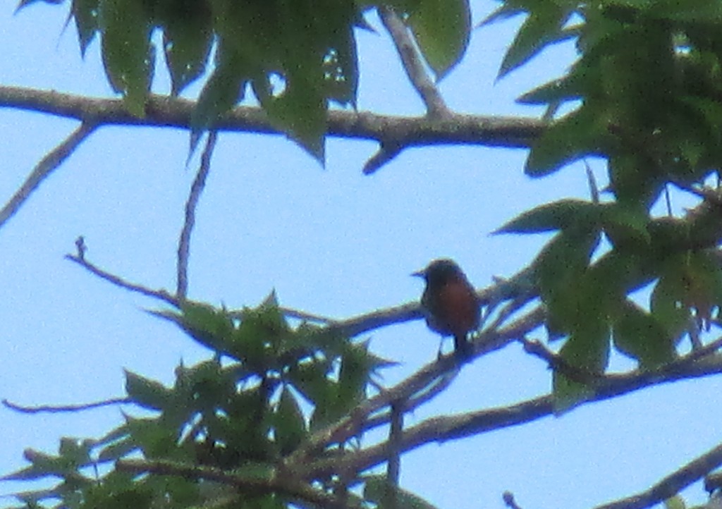 Male Orchard Oriole, Pennyrile State Park, Ky - Copyright © 2014 Robert D. Vickers, Jr.