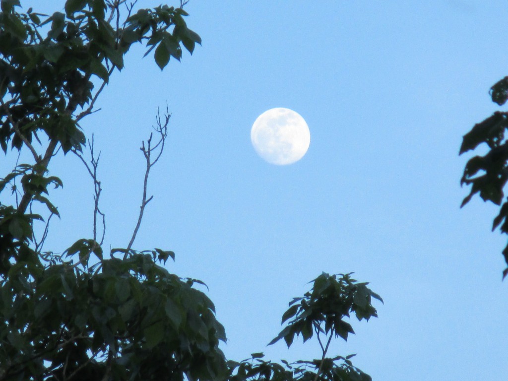 Gibbous Moon Rising over Pennyrile State Park, Ky - Copyright (c) 2014 Robert D. Vickers, Jr.