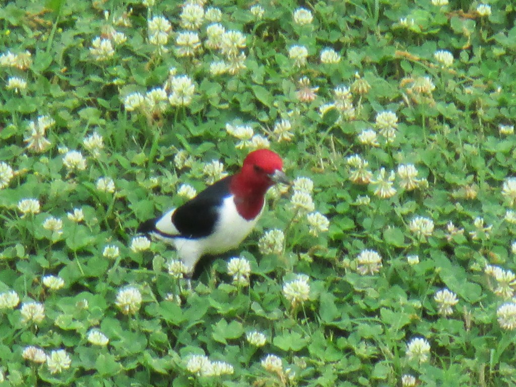 Red-headed Woodpecker at Kentucky Dam Village State Park, KY - Copyright (c) 2014 Robert D. Vickers, Jr.