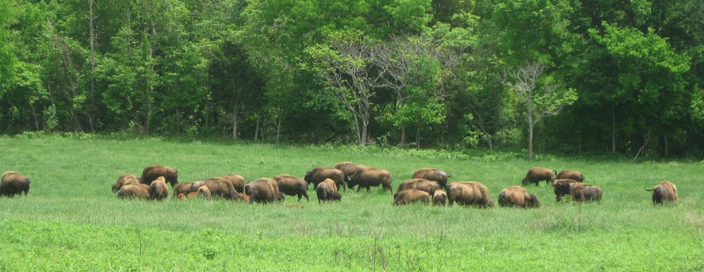 Bison Herd at Land Between the Lakes - Copyright © 2014 Robert D. Vickers, Jr.