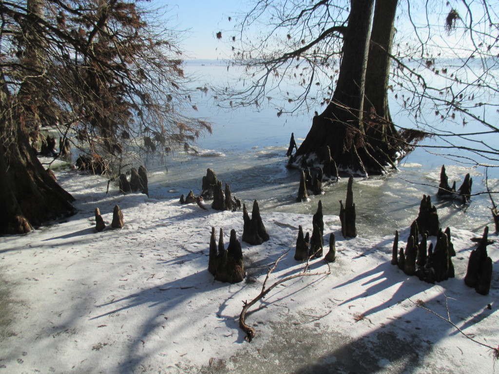 Reelfoot Lake, TN - Copyright (c) 2015 Robert D. Vickers, Jr.