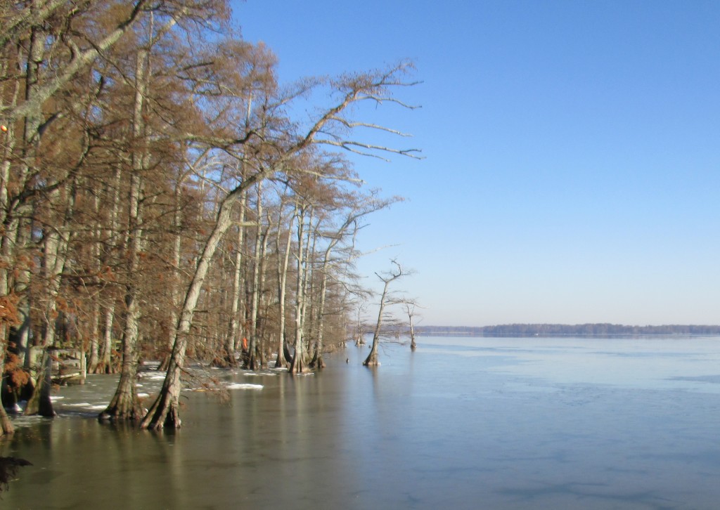 Reelfoot Lake, TN - Copyright (c) 2015 Robert D. Vickers, Jr.