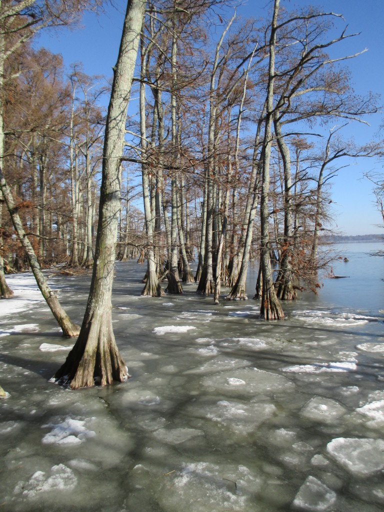 Reelfoot Lake, TN - Copyright (c) 2015 Robert D. Vickers, Jr.
