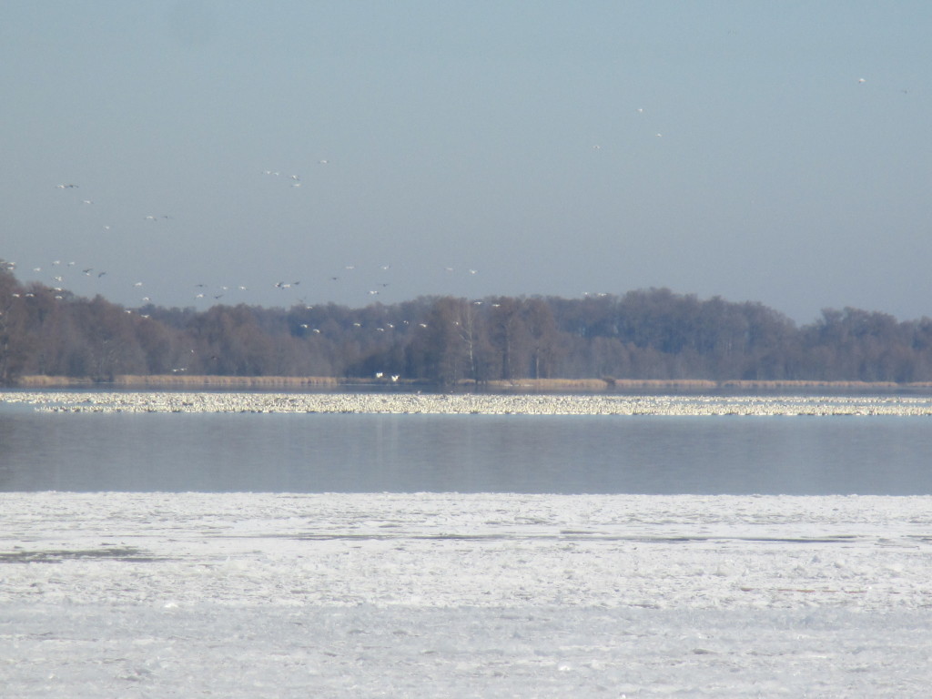 Snow Geese on Reelfoot Lake - Copyright (c) 2015 Robert D. Vickers, Jr.