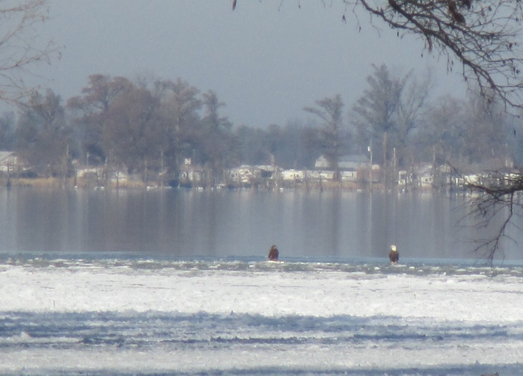 Bald Eagles at Reelfoot Lake, TN - Copyright (c) 2015 Robert D. Vickers, Jr.