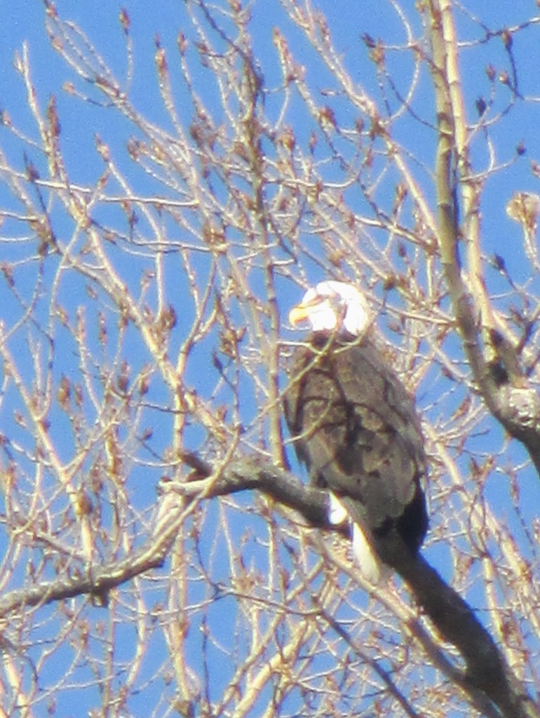 Bald Eagle at Reelfoot Lake, TN - Copyright (c) 2015 Robert D. Vickers, Jr.