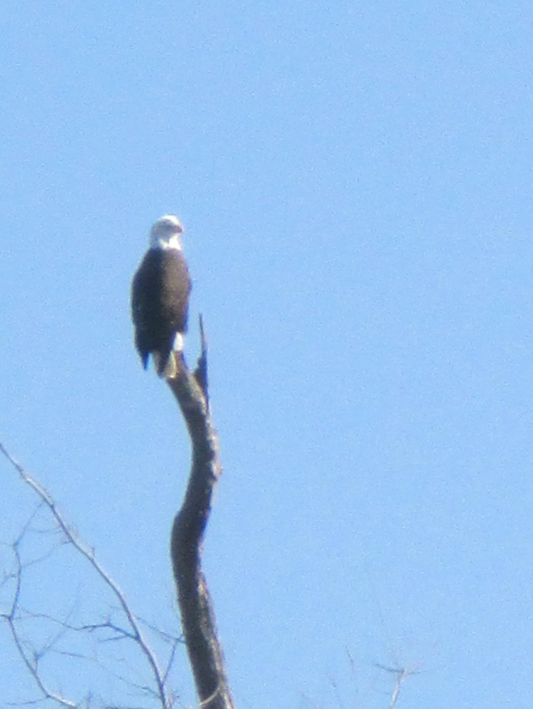 Bald Eagle at Reelfoot Lake, TN - Copyright (c) 2015 Robert D. Vickers, Jr.