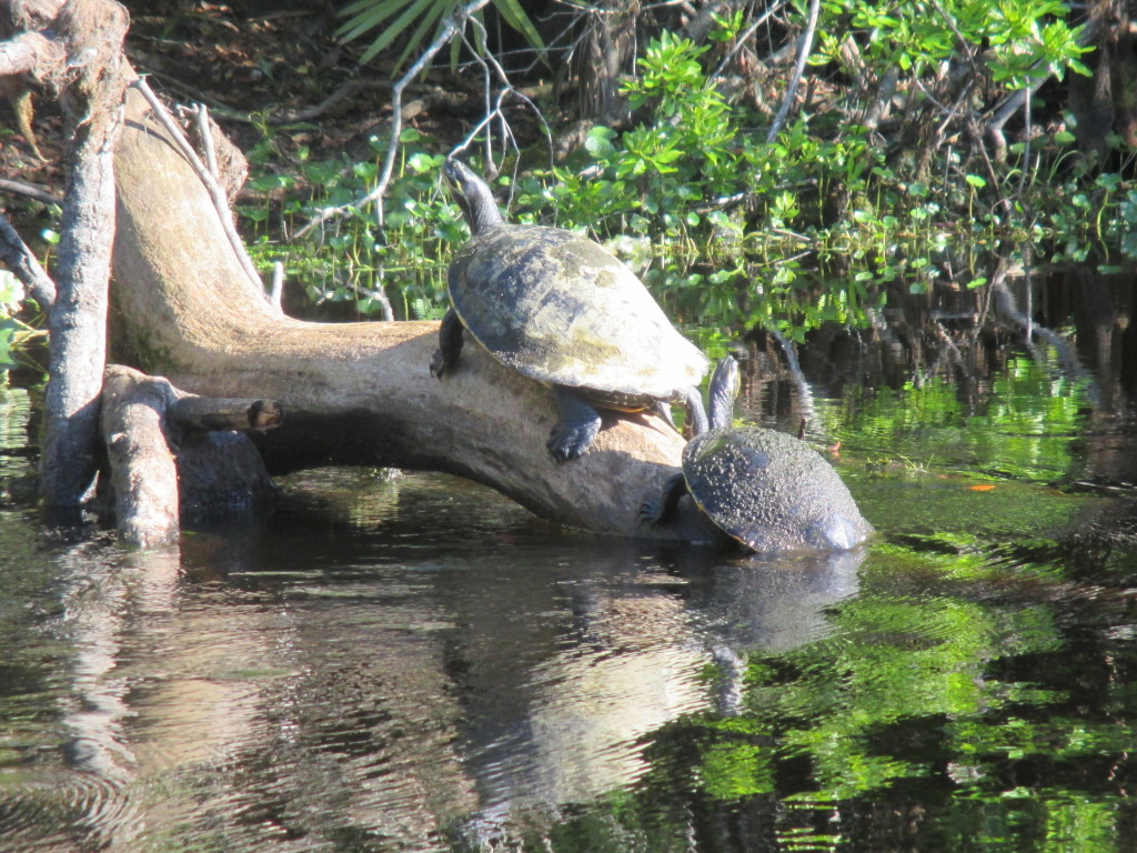 Basking Turtles - © Copyright 2015 Robert D. Vickers, Jr.